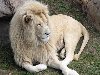 Белый лев не относится к отдельным подвидам. Физиологически окраска льва ...