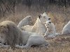 ... РЕДКИЕ ЖИВОТНЫЕ - БЕЛЫЕ ЛЬВЫ Белый лев находится в некоторых заповедных ...
