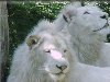 Не смотря на широко распространенное среди дилетантов мнение, белые львы ...