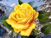 Lenagold - Клипарт - Желтые розы источник