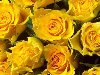Жёлтая роза – древний символ толтеков. По их мнению, желтый цвет розы ...