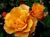 Интересен символизм желтой розы. Жёлтая роза – древний символ толтеков.