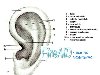 Наружное ухо. Ушная раковина. Наружный слуховой проход