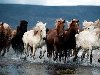 Стадо лошадей бежит по водоему на североисландской ферме ?ingeyrar.