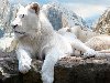лев белый. белый котенок льва
