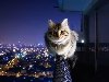 самые красивые фотографии котов (15) (700x394, 27Kb)