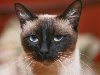 ... в России. Примечательно, что первые сиамские кошки имели круглую голову, ...