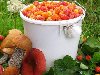 Широкоформатные обои По грибы по ягоды, Сбор грибов и ягод (морошки)