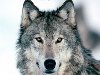 Волки — одни из самых верных животных, они сильно привязываются к товарищам ...