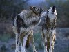 Животные - волки, волк, волчица - обои для рабочего стола - 2 волка -