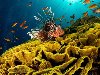 В Красном море насчитывается более двух сотен видов кораллов. рифы Красного ...