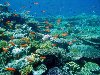 В водах Красного моря проживает более 1250 разновидностей морской рыбы, ...
