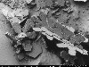 Под микроскопом | NetLore микромир, микроскоп, наука, природа, увеличение