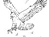 Раскраска Орел. Раскраска Раскраска орел, хищная птица рисунок для детей, ...