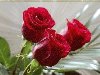 Эти чудесные розы для Вас, мои друзья!!! Желаю ВСЕМ хорошего дня, ...