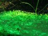 Сине-зеленые водоросли не имеют ничего общего с другими видами водорослей, ...