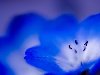 (1,34 Mb) голубой, синий, цветок, макро