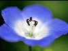 синий цветок на красивом фоне