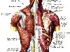 Поверхностные мышцы спины: слева - первый слой; справа - второй слой [1979 ...