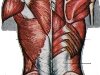 Мышцы спины и затылка (Мышцы и кости плечевого пояса удалены)