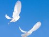 фотографии голубей на свадьбе, белые голуби фото Свадебные голуби, летящие ...