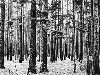 Сосново-лиственичная травяная тайга паркового типа (Средняя Сибирь) после ...