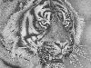 Суматранский тигр: [IMG]
