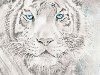 Копия белый тигр (431x596, 167Kb)