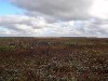 Большеземельская тундра в районе Воркуты осенью