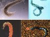 Раньше плоские черви считались предками круглых червей, а кольчатые черви ...