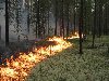 Самые типичные случаи возникновения лесного пожара: