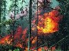 Около 550 гектаров леса выгорело в Херсонской области. Пожар начался ...