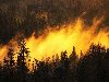 Лесные пожары на Херсонщине тушат бойцы МЧС сразу трех областей