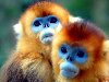 Золотистые курносые обезьяны живут в основном в Южном и Центральном Китае.