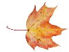 Красно-жёлтый осенний лист