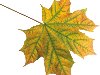 Жёлто-зелёный осенний лист