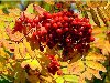 Осенняя рябина. Фотография: Осенняя рябина. Осенняя рябина. от Як-25
