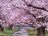 Деревья — самой разнообразной формы и размеров. Цветение сакуры очень ...