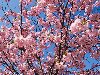 Сакура - дерево, символ Японии (фото сакуры)