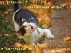 Смешные картинки с надписями про животных за 14.01.2012 (49 шт.)