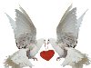 Свадебные голуби. Белые голуби - символ счастья, верности и любви!
