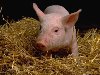 Люди, рожденные в год свиньи Согласно восточному календарю годы свиньи ...