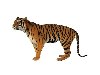 Картинки животных - Тигр