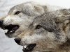 ... связанных родством и взаимной симпатией, - возглавляют волк и волчица.