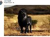 u0026quot;Редкий чёрный левu0026quot; является работой пользователей фотошо