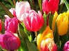 Тюльпаны являются универсальными цветами, из которых можно сделать большое ...