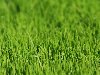 Скачать обои Сочная зеленая трава, макро- 1920x1200.