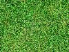 Зеленая трава Фото со стока - 11018229. Зеленая трава