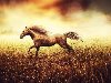 Лошадь бегущая по ржаному полю