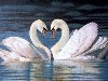 белые лебеди - настоящая романтика